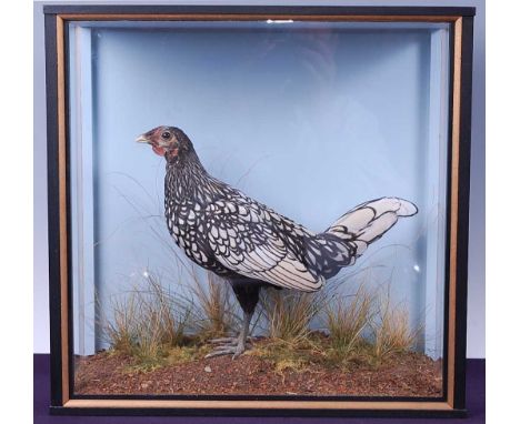 * A taxidermy silver black-laced Sebright Hen (Gallus gallus domesticus) exhibition bird, bearing a label for John Burton, Bu