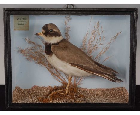 * An early 20th century taxidermy Ringed Plover (Charadrius hiaticula), mounted in a naturalistic setting, within a glazed di