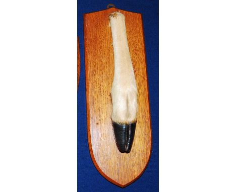 * A 20th century taxidermy Deer slot, mounted on an oak shield, bearing an ivorine label verso Mounted by the Army &amp; Navy