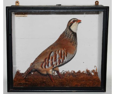 * An early 20th century taxidermy Red-legged Partridge (Alectoris rufa),full mount on a naturalistic base against a painted b