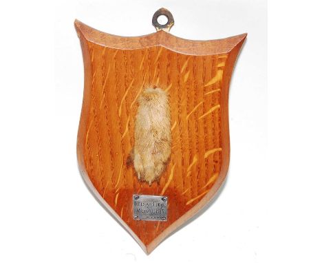 * An early 20th century taxidermy Fox (Vulpes vulpes) pad mounted on an oak shield with silver plaque Kelsale Lodge M'CH 20th