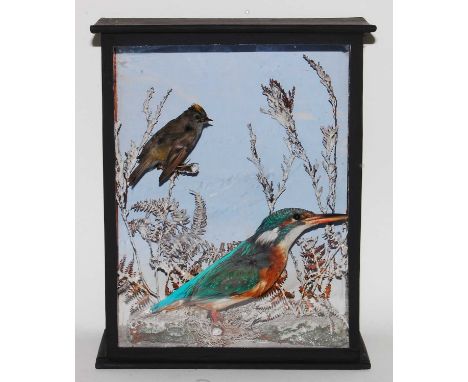* A taxidermy Firecrest (Regulus ignicapilla) and Kingfisher (Alcedo athis), mounted in a snow scene, within a glazed display