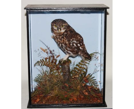 * A taxidermy Little Owl (Athene noctia), mounted in a naturalistic setting with painted back board, within a glazed display 