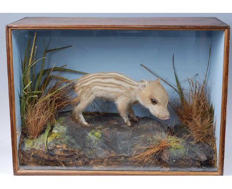 * A taxidermy Wild Boar Piglet (Sus scrofa), mounted in a naturalistic setting within a glazed display case, bearing a label 
