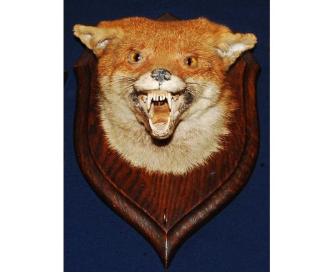 * An early 20th century taxidermy Fox (Vulpes vulpes) mask, adult head mount looking straight ahead in snarling pose, mounted