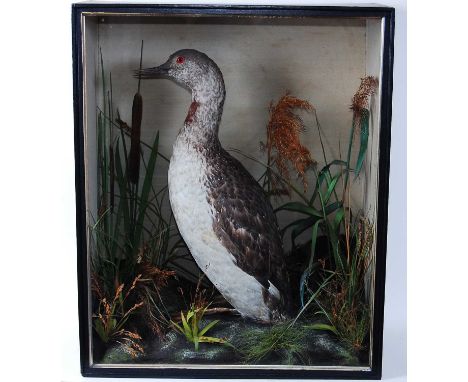 * A late Victorian taxidermy Red Throated Diver (Gavia stellata), mounted in a naturalistic setting within a glazed display c