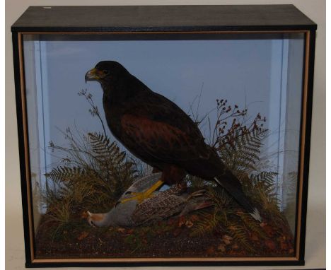 * A taxidermy Harris Hawk (Parabuteo unicinctus) on an English Partridge (Perdix perdix), mounted in a naturalistic setting a