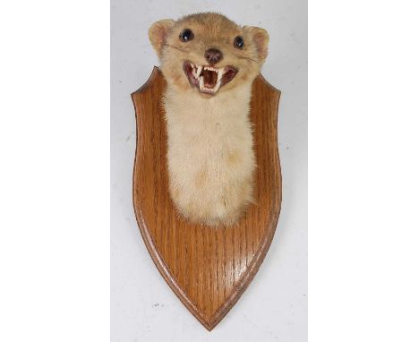 * A 20th century taxidermy Pine marten (Martes martes) mask, mounted on an oak shield, h.25cm.Condition report: From ‘A Broad