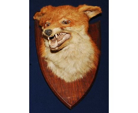 * An early 20th century taxidermy Fox (Vulpes vulpes) mask, mounted on an oak shield, bearing a label verso for W.J. Coles &a