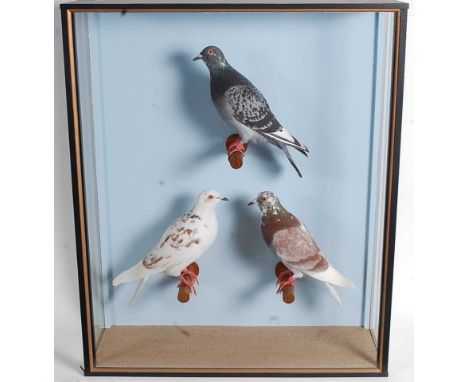 * A trio of taxidermy Pigeons (Columbidae), each mounted on a perch against a blue painted background, bearing a label for Jo