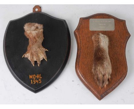 * A mid-20th century taxidermy Otter (Lutra lura) pad, mounted on an oak shield, annotated "WO-HL 1945" and bearing a label v