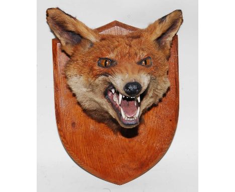 * A mid-20th century taxidermy Fox (Vulpes vulpes) mask, mounted on an oak shield, bearing an ivorine label verso Mounted by 