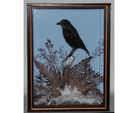 * A taxidermy Starling (Sternus vulgaris), mounted on a stump within a faux snow covered naturalistic setting, within a glaze
