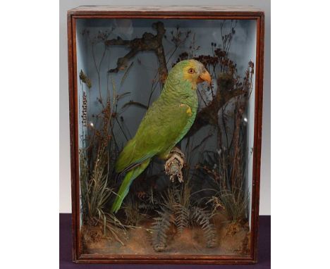 * A late Victorian taxidermy Yellow-faced Parrot (Alipiopsitta xanthops), mounted on a branch in a naturalistic setting again