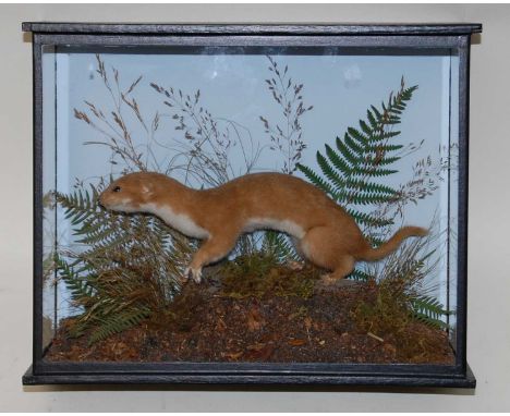 * A taxidermy Weasel (Mustela), mounted in a naturalistic setting, within a glazed display case, bearing a label for John Bur