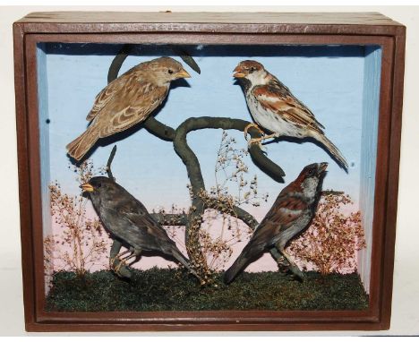 * An early 20th century taxidermy bird group to include two Spanish sparrows (Passer hispaniolensis) with two English Sparrow