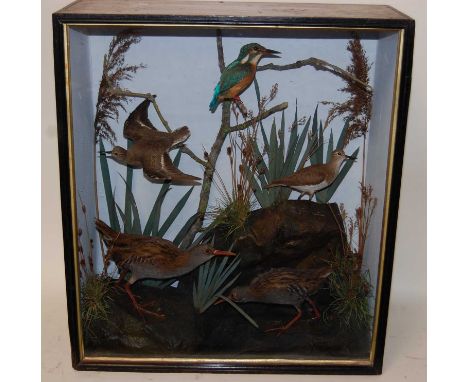 * A circa 1900 taxidermy group of birds to include a Kingfisher (Alcedinidae), a pair of Sandpiper (Scolopacidae), and a pair