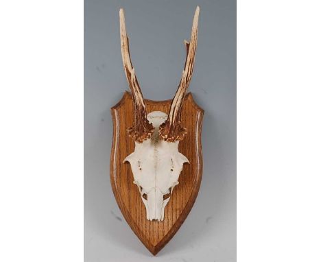 * A pair of Roe Deer (Capreolus capreolus) antlers on cut upper skull, mounted on an oak shield, bearing a label for John Bur