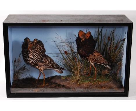 * A pair of taxidermy Ruff (Calidris pugnax), each in mating plumage, mounted in a naturalistic setting, within a glazed disp