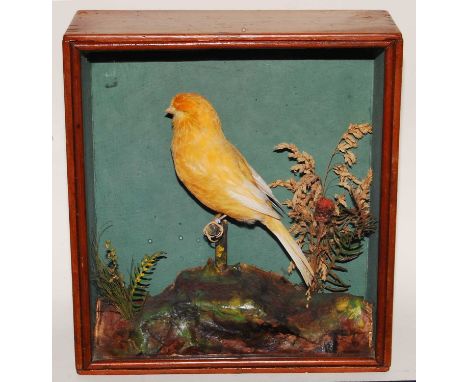 * A taxidermy Canary (Serinus canaria domestica), Clear Norwich Buff Hen, mounted on a perch amongst foliage against a green 