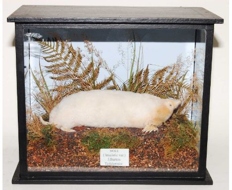 * A taxidermy Albino Mole (Talpa europaea), mounted in a naturalistic setting, within a glazed display case, bearing a label 
