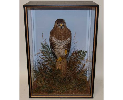 * A taxidermy Buzzard (Buteo buteo), full mount, perched on a stump amidst tall grasses and foliage against a painted back bo