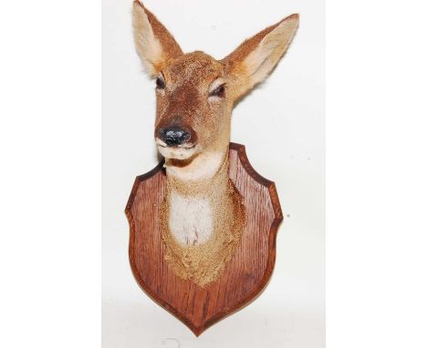 * A 20th century taxidermy Fallow deer (Dama dama) head mount on an oak shield, h.56cm.Condition report: From ‘A Broad Collec