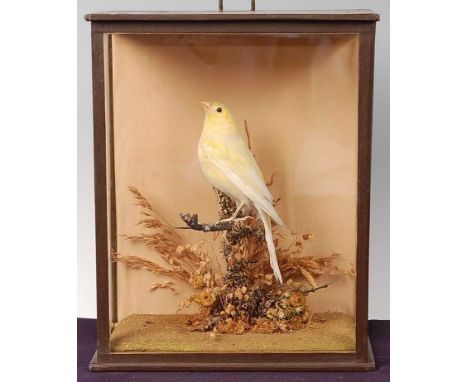 * A taxidermy Canary (Serinus canaria domestica), possibly a Clear Border Buff hen, mounted on a branch within a glazed displ