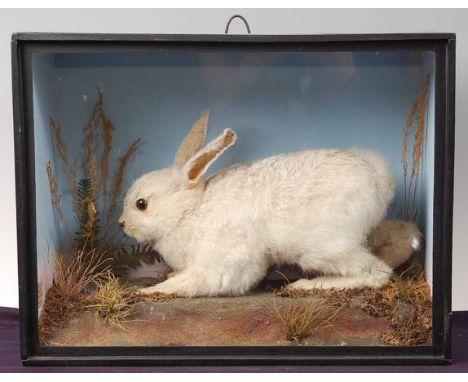 * An early 20th century taxidermy Ermine Leveret (Mustela erminea), mounted in a naturalistic setting within a glazed display