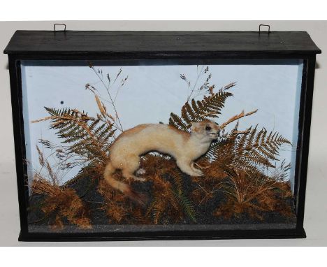 * A taxidermy Ermine Stoat (Mustela erminea), mounted in a naturalistic setting, within a glazed display case, bearing a labe