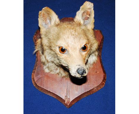 * An early 20th century taxidermy Fox (Vulpes vulpes) mask mounted on a beech shield, bearing a label verso From T.H. Potter,