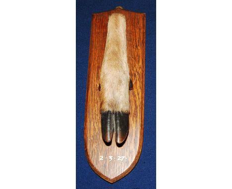 * An early 20th century taxidermy Deer slot, mounted on an oak shield dated 2.3.27 and bearing an ivorine plaque verso Mounte