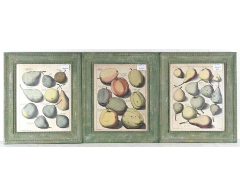 After Johann Hermann Knoop (Dutch, 1700-1769), apples and pears, set of twelve, probably taken from 'Pomologia', 1790, colour