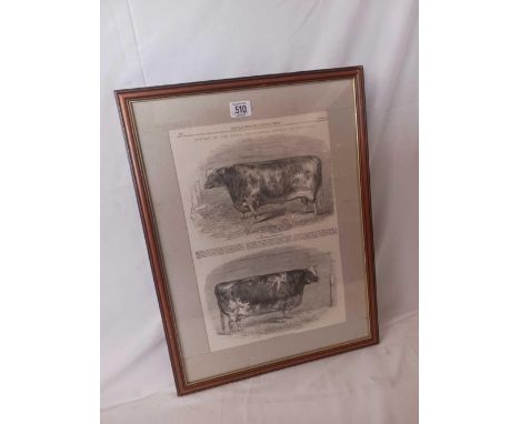 BLACK AND WHITE PRINT FROM JULY 30TH 1864, MEETING OF THE ROYAL AGRICULTURAL SOCIETY AT NEWCASTLE.  FIRST PRIZE SHORT HORN BU