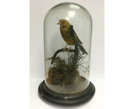 Taxidermy interest; a Victorian Yellow Hammer, under glass globe with added vegetation, approx 25 cm in height overall. No ma