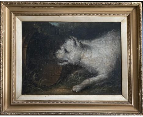 Early 19th Century English School Portrait of a White Terrier. Oil on canvas laid to board. Signed elaborately T Graves.Measu