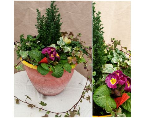 Winter / Christmas Patio planter. Not available for in-house P&amp;P 