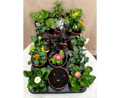 Mixed tray of 15 winter plants; Ajuga, Viola, Polyanthus, Bellis, Pansy, Silver Cin, Wallflower and Tulip bulb (Mickey Mouse)