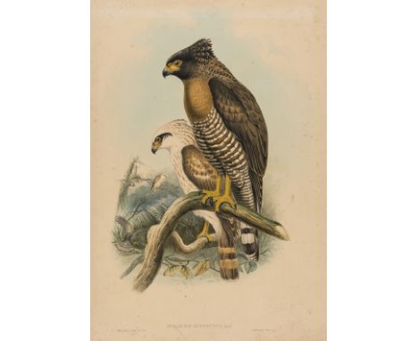 NO RESERVE Birds.- English School  (19th century) Crested Goshawk [?] in a landscape, watercolour over pencil on thin card, 1