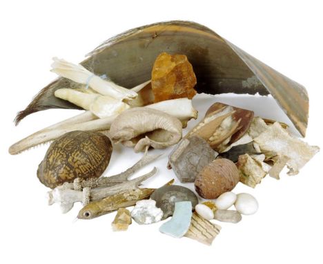 λ Natural history. A small collection of items, including: a kapok, two strands of silk produced by silkworms in Brisbane, Au