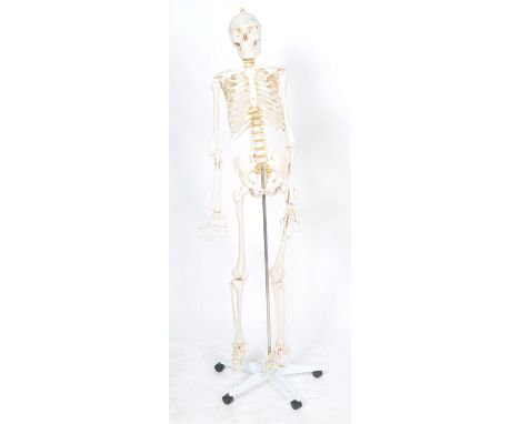 An original vintage 20th Century Scientific medical school / Doctors / Hospital anatomical model of a human skeleton. Include