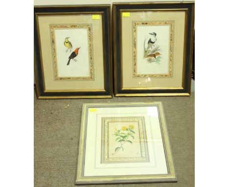 A pair of 19th century hand-coloured ornithological bookplates, in hand-coloured mounts, 26x18cm, together with a hand-colour