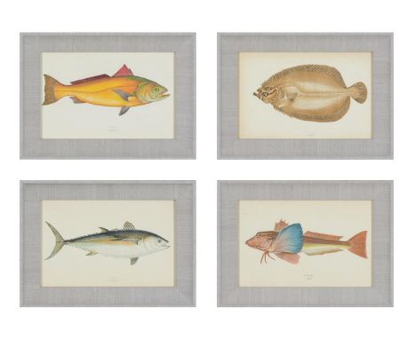 A SET OF TWENTY-FOUR DECORATIVE PRINTS OF FISH AFTER J. COUCH, to include plate XLII Comber and CXXVIII Three-Spotted Wrass, 