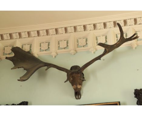 A pair of fossilized Antlers, of the pre-historic Great Irish Deer [Cervus Megaceros Hibernicus], with 15 horn pints and uppe