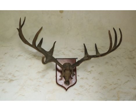 An important impressive set of Prehistoric Giant Irish Elk Antlers and Skull ("Megaloceros Giganteus) c. 12000 - 18000 B.C.,ÿ