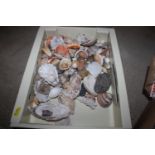 A box of various shells