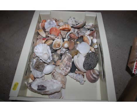 A box of various shells