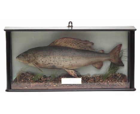 Cased taxidermy Grayling by J.A. Dickinson, the flat front with plaque inside reading "Grayling Ludlow March 12th 1977, 2lbs 