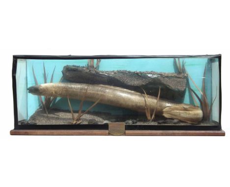 Cased Taxidermy Eel, flat front (no top) plaque reading "Caught by R. Shephard at Bolesworth Castle, Cheshire 26th July 1971,