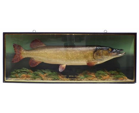 J. Cooper & Sons cased taxidermy Pike, the bow front reading "Pike 22lbs 6drms caught by P.H. Moody in the R. Severn at Scape